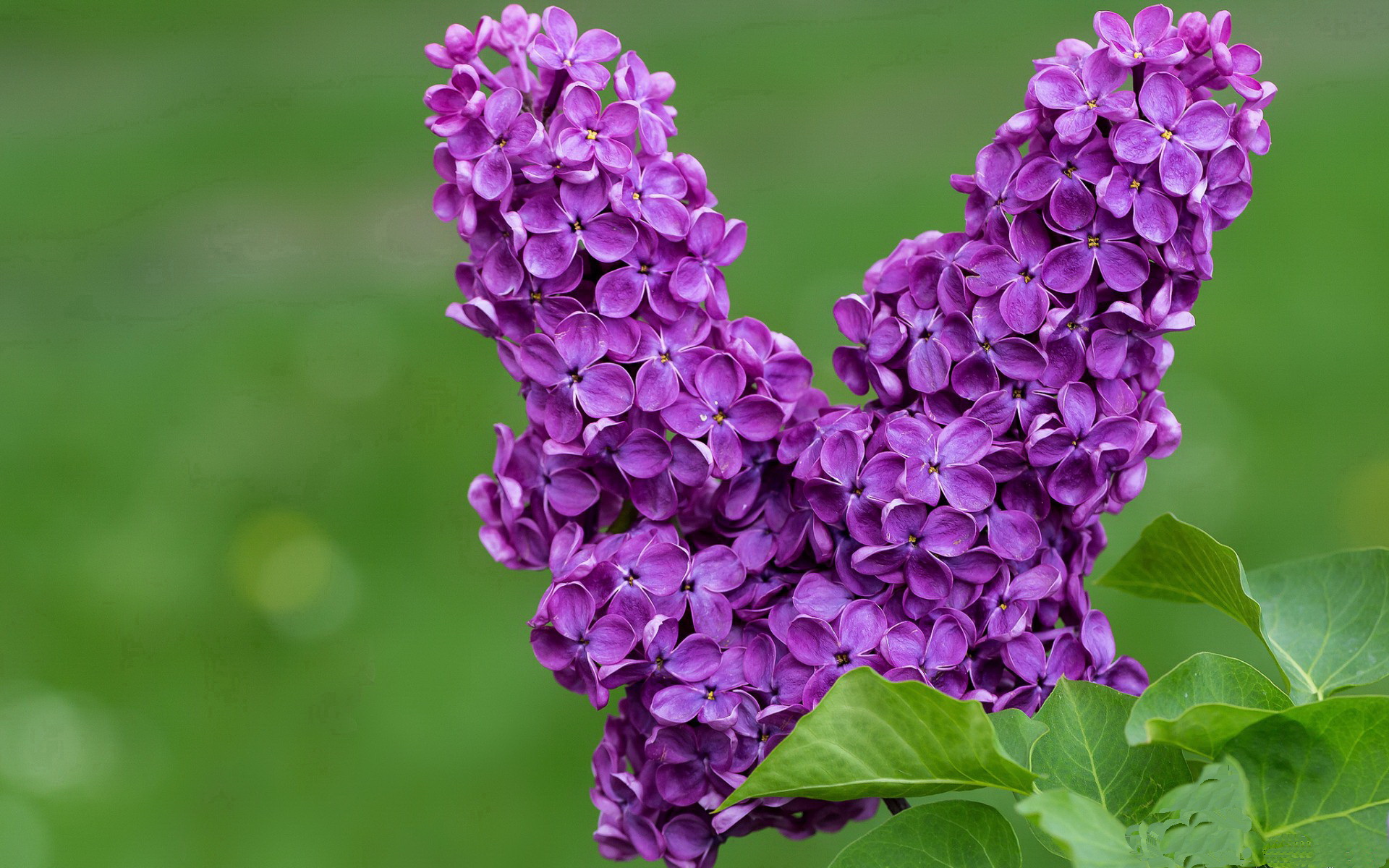 伯科夫泳姿优雅，动作精准，伯纳科夫