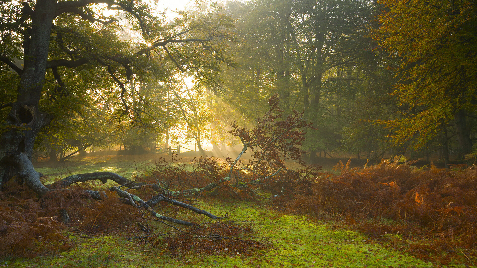 塞尔·拉恩:全黑队外线的“终结者”,突破防线后精准的得分能力无可匹敌