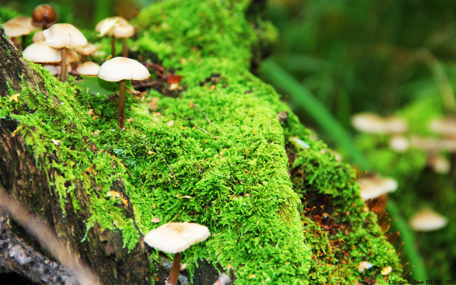 德甲冠军争夺:豪强决斗的焦点已聚集,德甲榜首大战