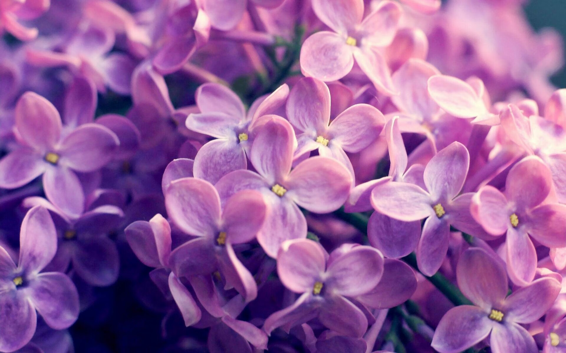 足球运动在高校校园中的普及率显著提高,校园足球的普及和提高